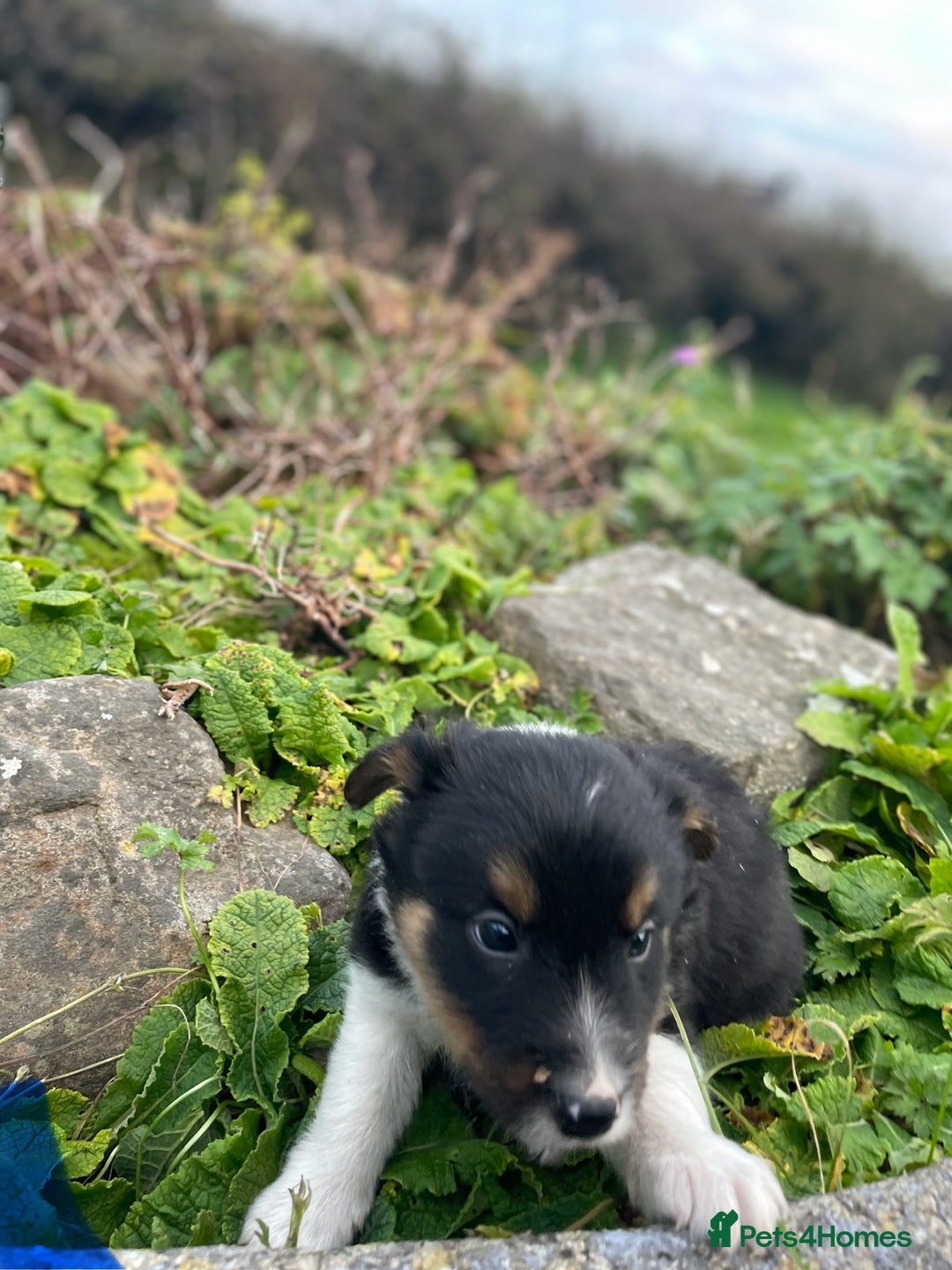 Mixed Breed dogs for sale: Border Jack Puppies (Border Collie X Jack Russel) - Image 19
