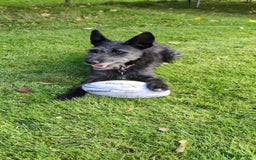 Mixed Breed dogs for adoption: Sweet Gabby looking for LOVe - Image 2
