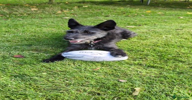 Mixed Breed dogs - Advert 1