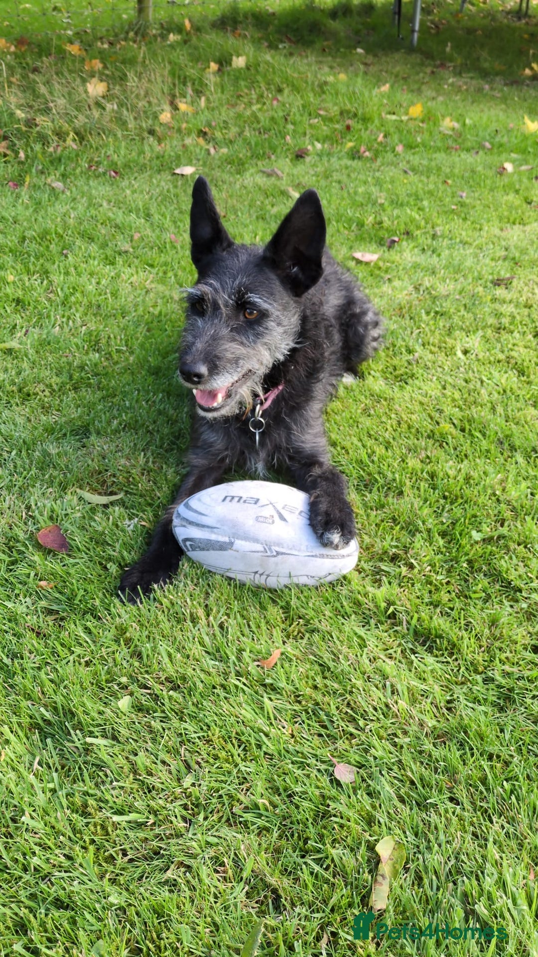 Mixed Breed dogs for adoption: Sweet Gabby looking for LOVe - Image 2