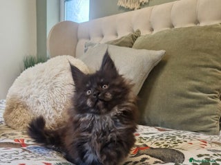 Maine Coon cats - Advert 24