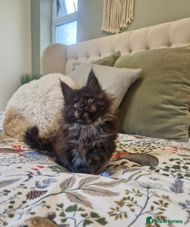 Maine Coon cats - Advert 1