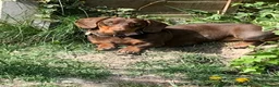 Dachshund dogs for sale: Dachshund puppies for sale  - Advert 12