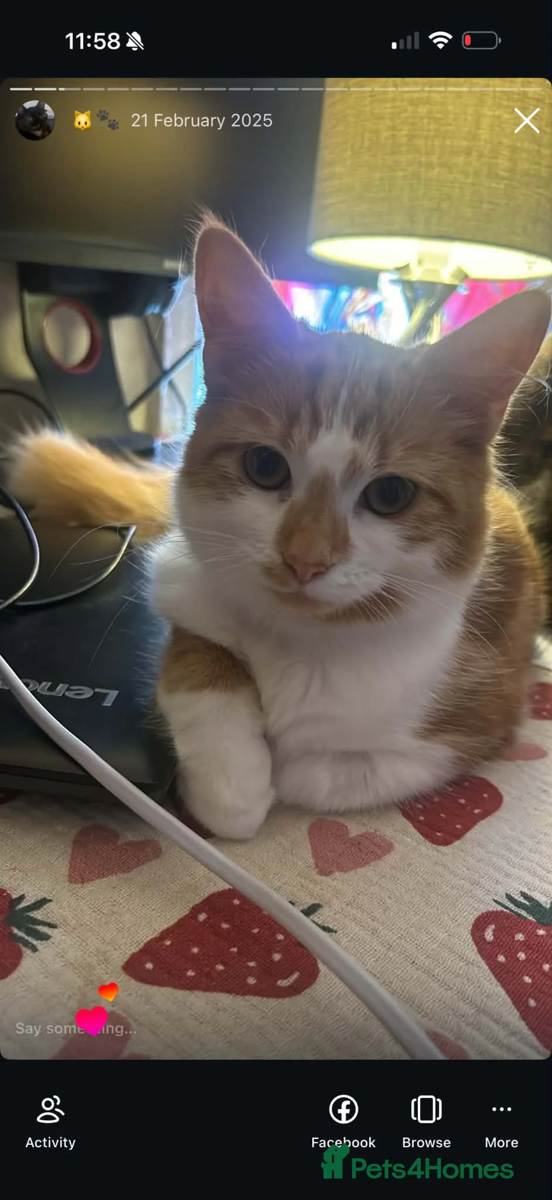 British Longhair cats for sale: 1 and half year old British Longhair in Bolton - Advert 3