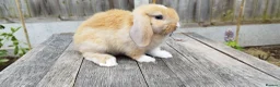 Mini Lop rabbits for sale: Mini Lop bunnies Pure Breed  - Advert 33