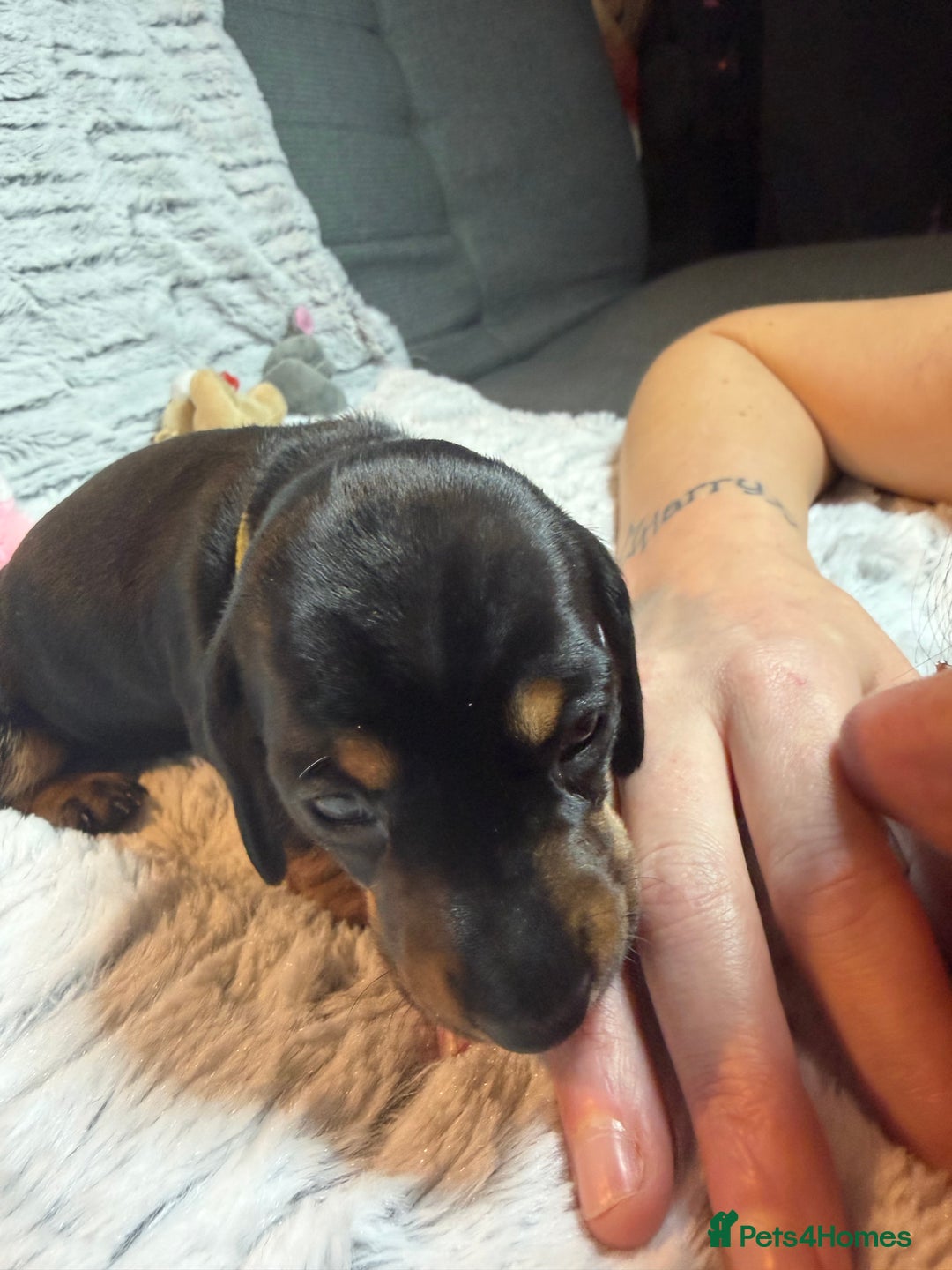 Dachshund dogs for sale: 6 Absolutely stunning dachshund  puppies for sale - Advert 19