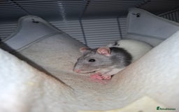 Rat rodents for sale: 2 Female rats +cage  - Image 4