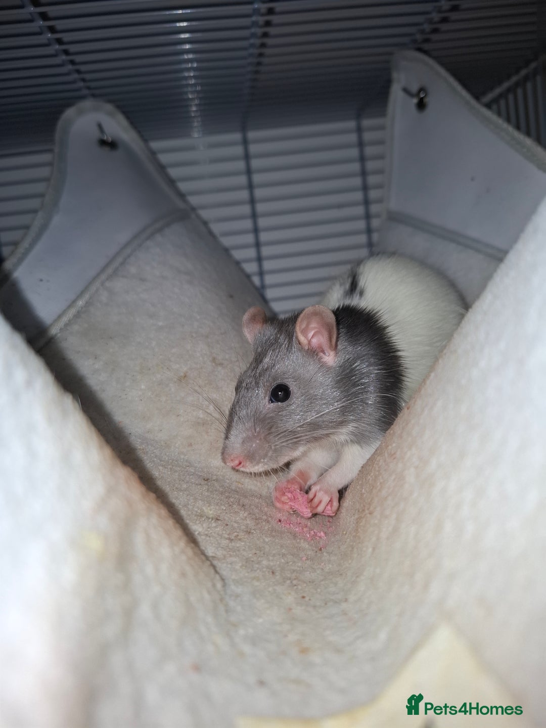 Rat rodents for sale: 2 Female rats +cage  - Image 4
