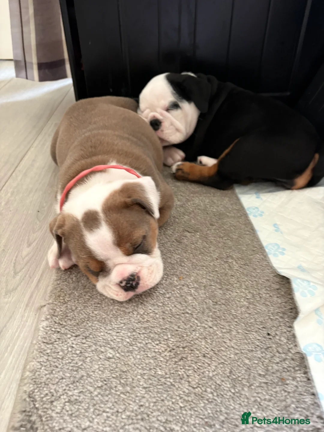 English Bulldog dogs for sale: Gorgeous English bulldog puppy NEBBR REGISTERD - Advert 17