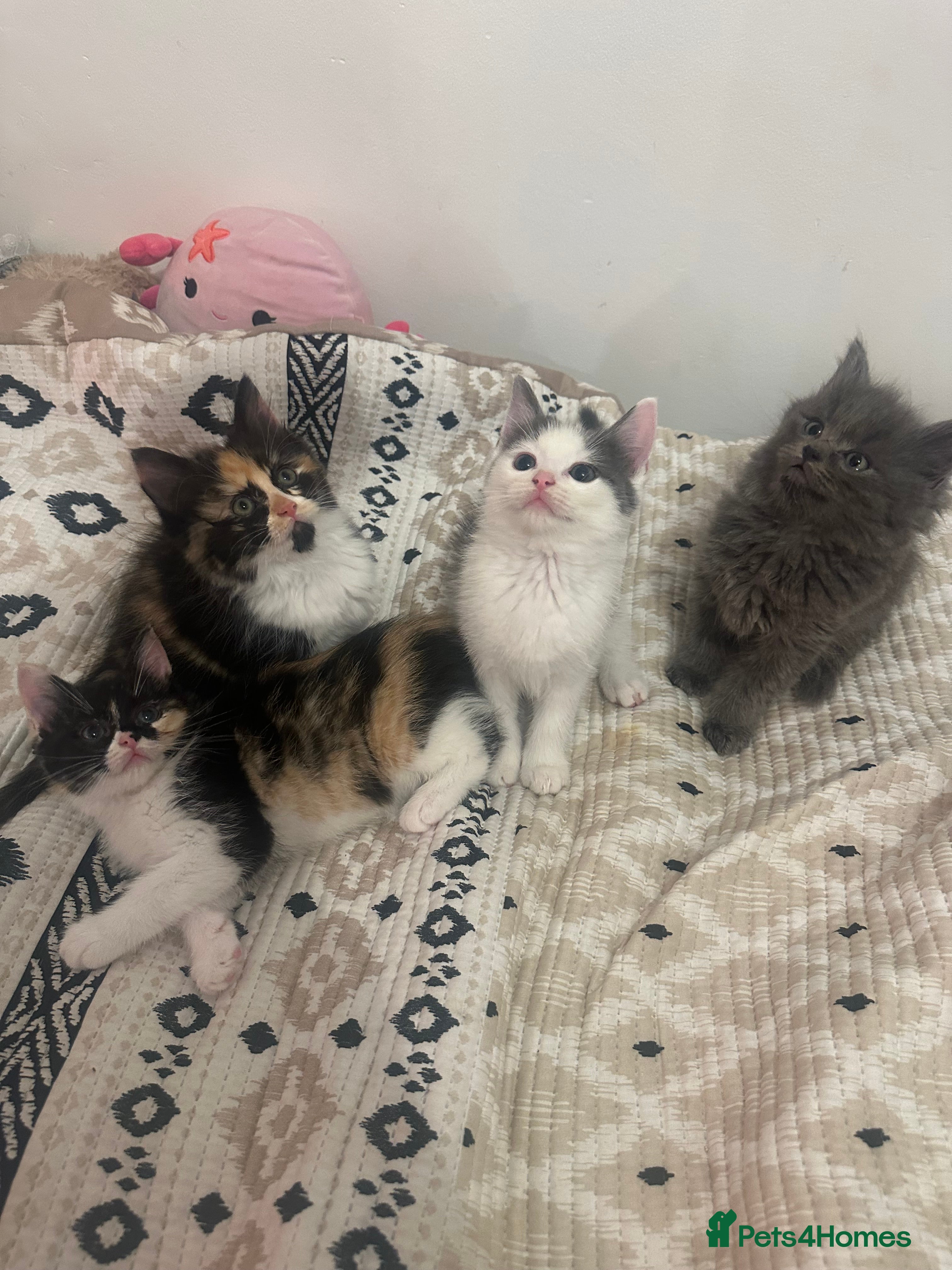 Ragdoll cats half ragdoll kittens for sale - Advert 1