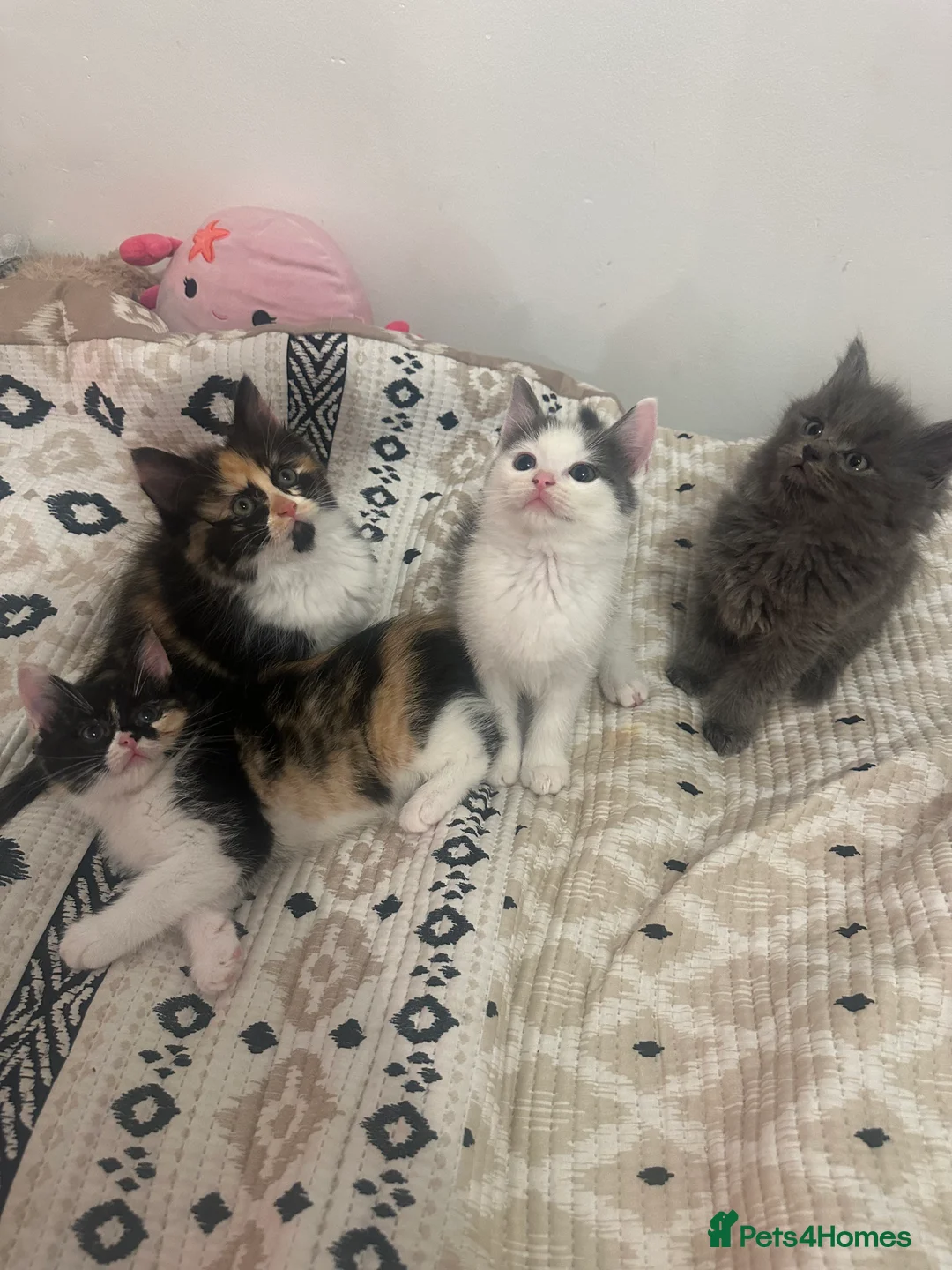 Ragdoll cats for sale: half ragdoll kittens for sale - Advert 1