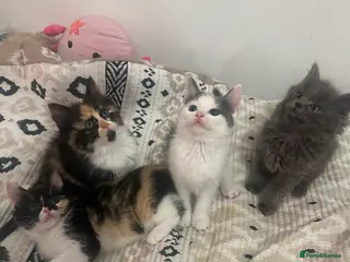 Ragdoll cats half ragdoll kittens for sale - Advert 1