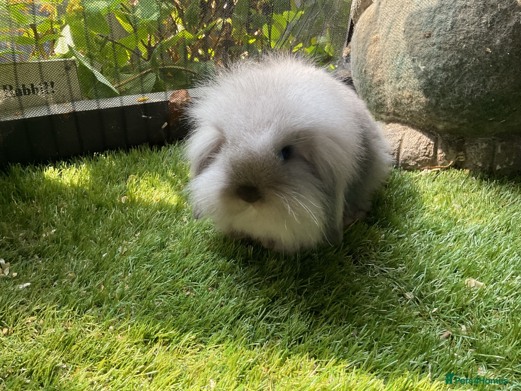 Mini Lop rabbits Seal point & sable lion lop baby rabbits 9 weeks - Advert 7