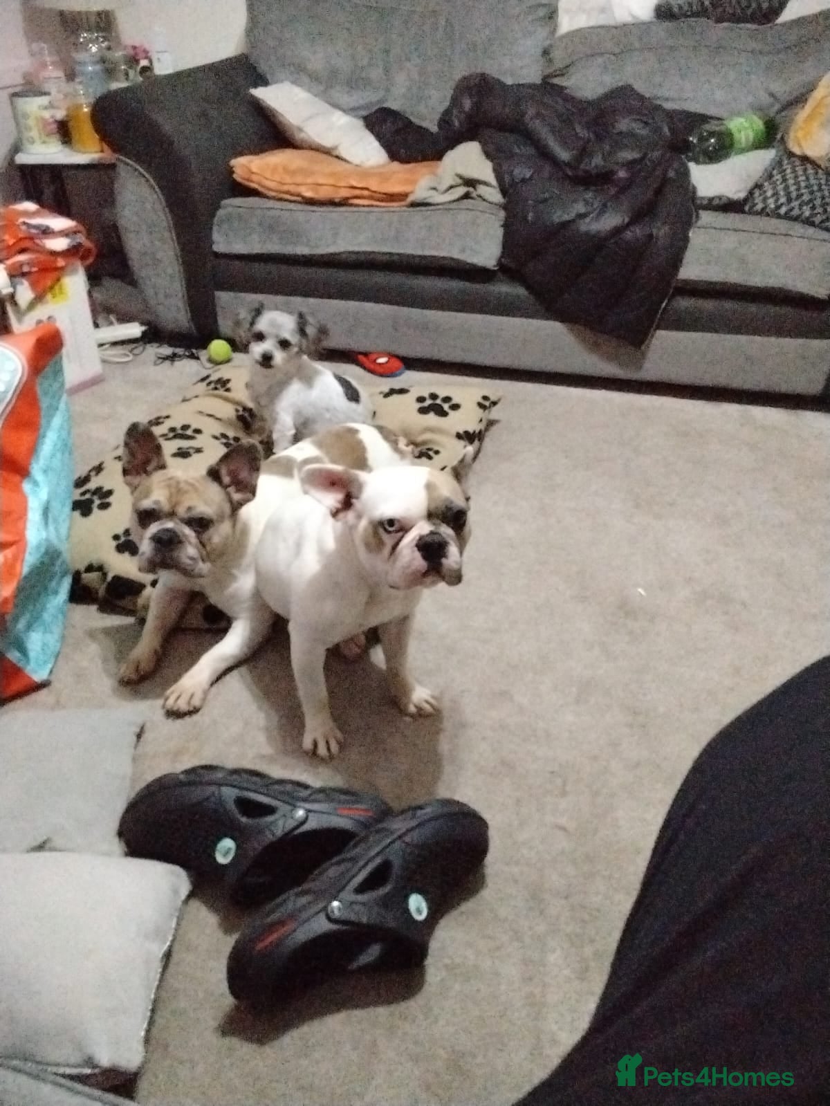 French Bulldog dogs Two French bulldogs  - Advert 7