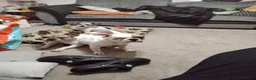 French Bulldog dogs for sale: Two French bulldogs  - Advert 1