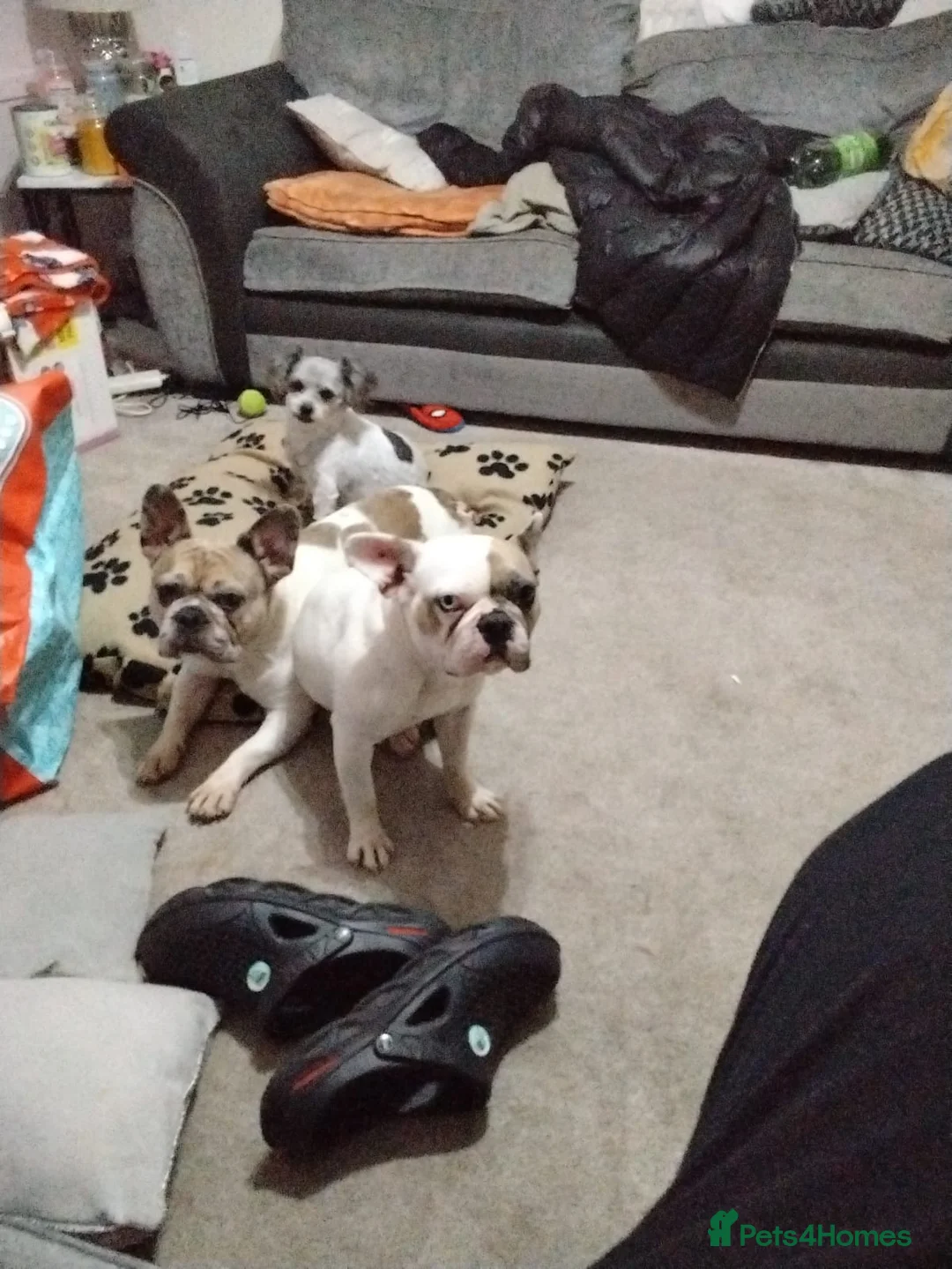 French Bulldog dogs for sale: Two French bulldogs  - Advert 1