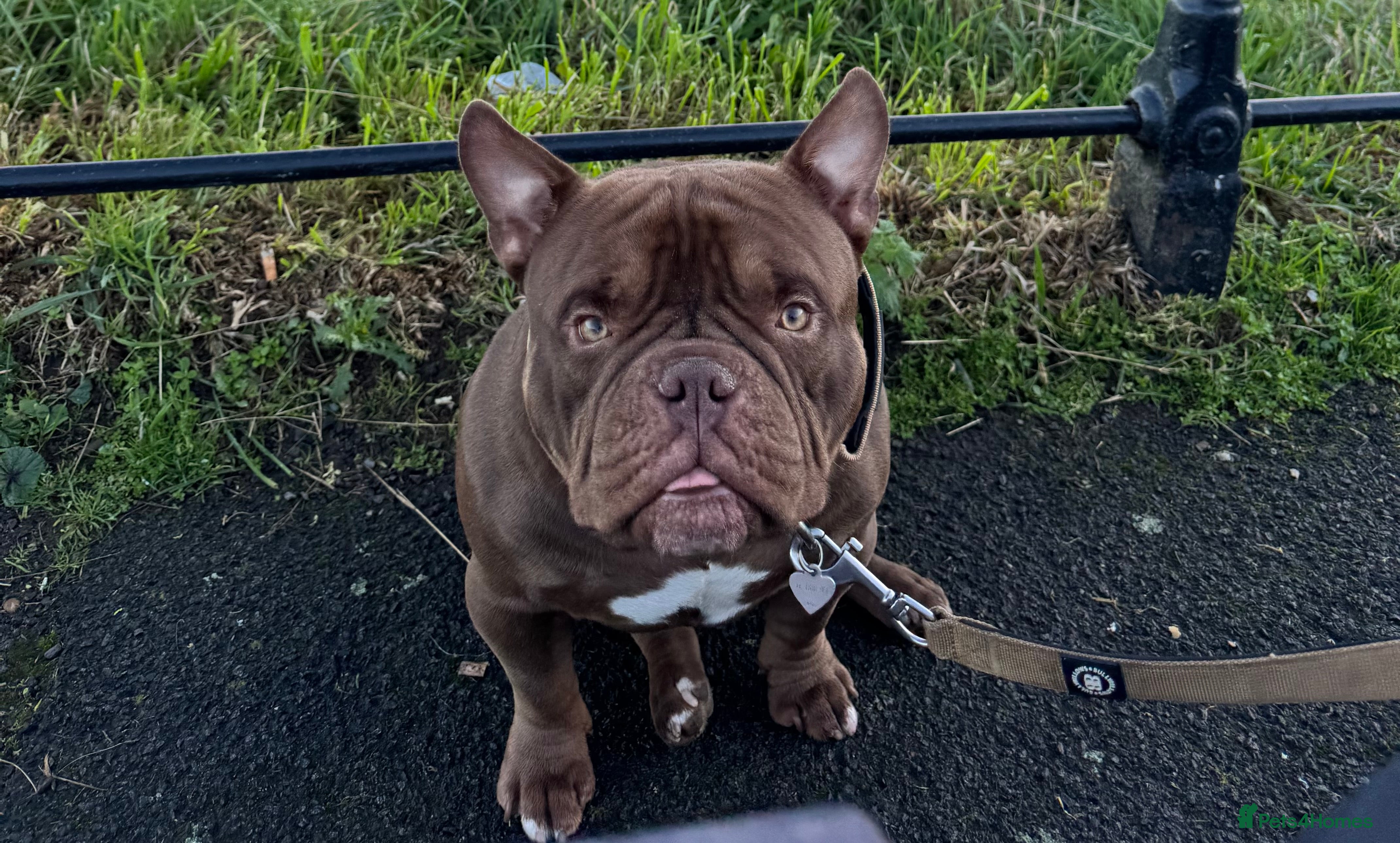 American Bully dogs Chocolate Pocket Bully for stud - Advert 4