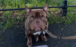 American Bully dogs for stud: Chocolate Pocket Bully for stud - Image 1