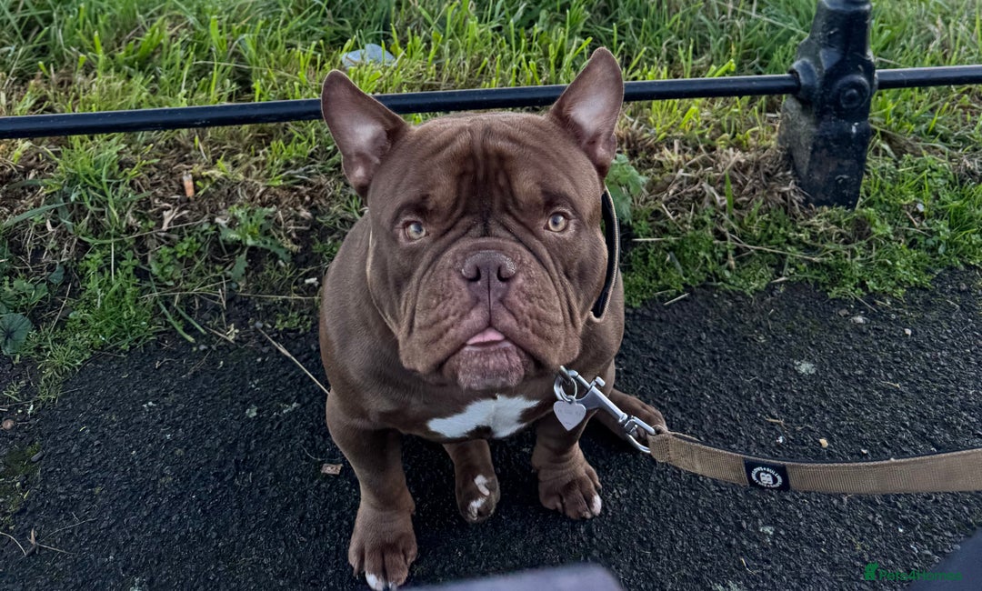 American Bully dogs for stud: Chocolate Pocket Bully for stud - Image 1