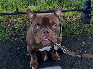 American Bully dogs Chocolate Pocket Bully for stud - Advert 8