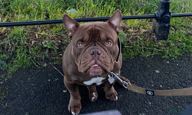 American Bully dogs - Advert 1