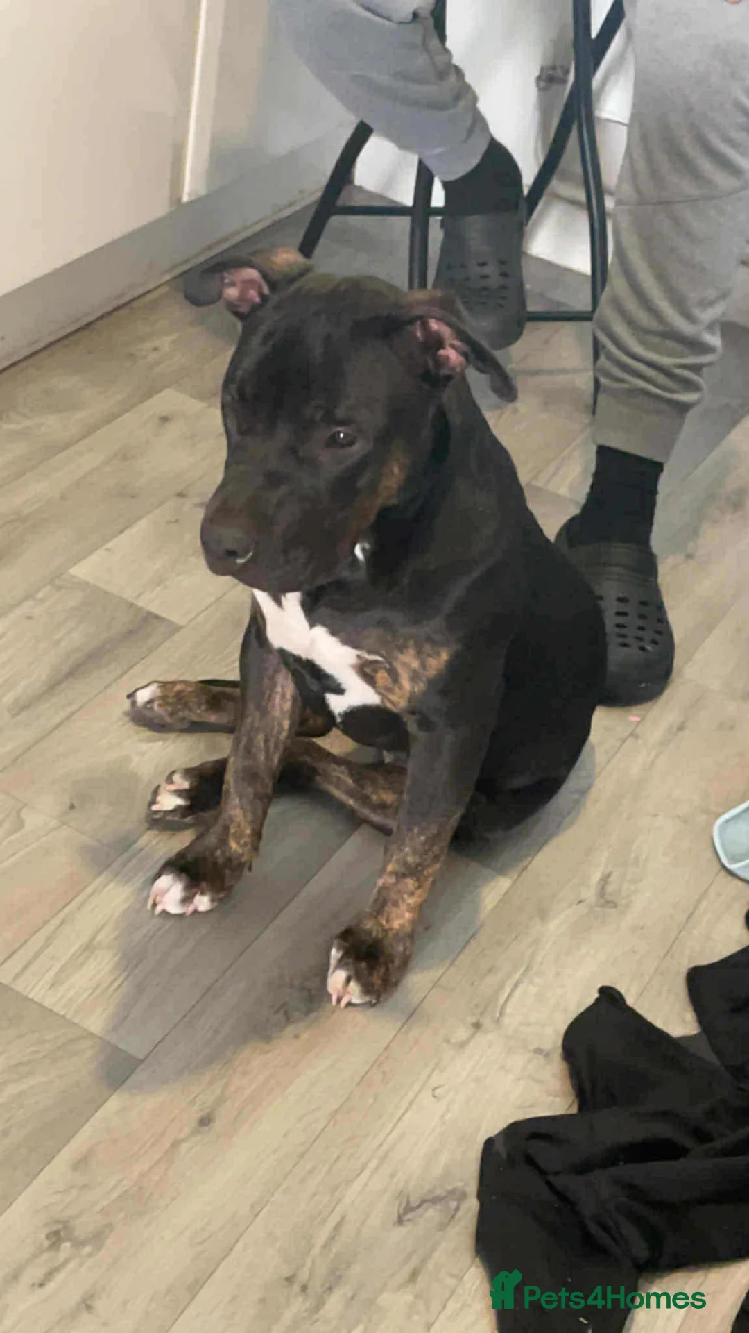 Staffordshire Bull Terrier dogs for sale: 1 year old staffy  in Nottingham - Advert 4