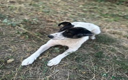Mixed Breed dogs for adoption: PATROCLE – a Lovely boy for a Loving Home - Image 31