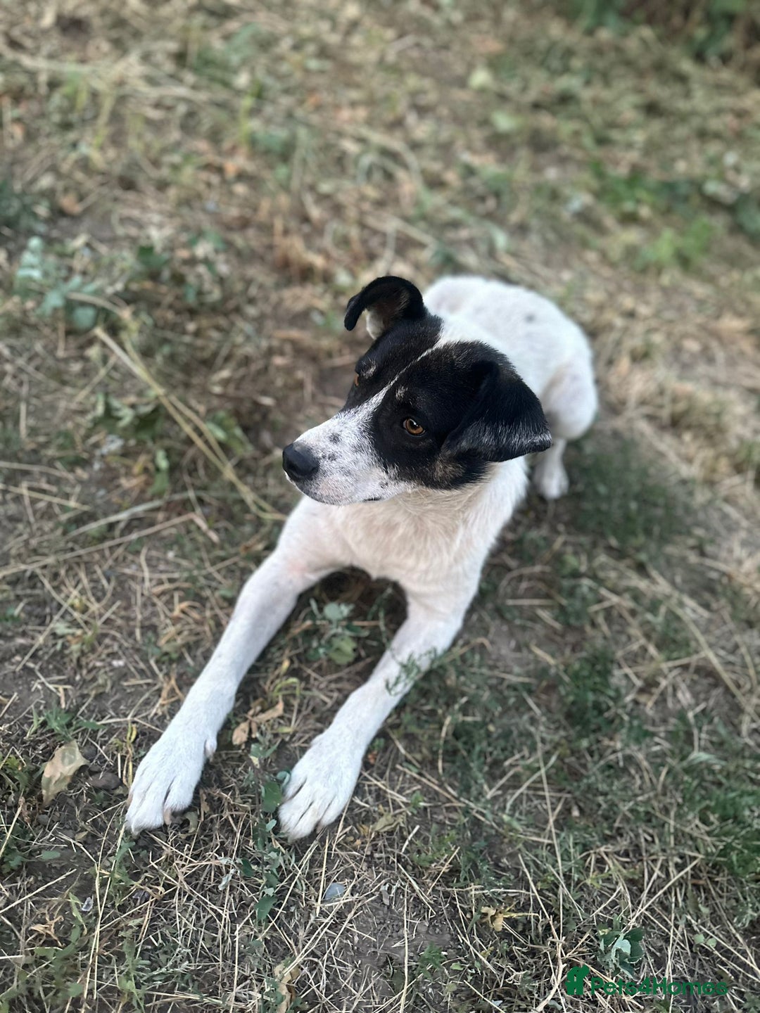 Mixed Breed dogs for adoption: PATROCLE – a Lovely boy for a Loving Home - Image 31