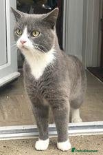 British Shorthair cats Stunning British Shorthair kittens - Advert 2