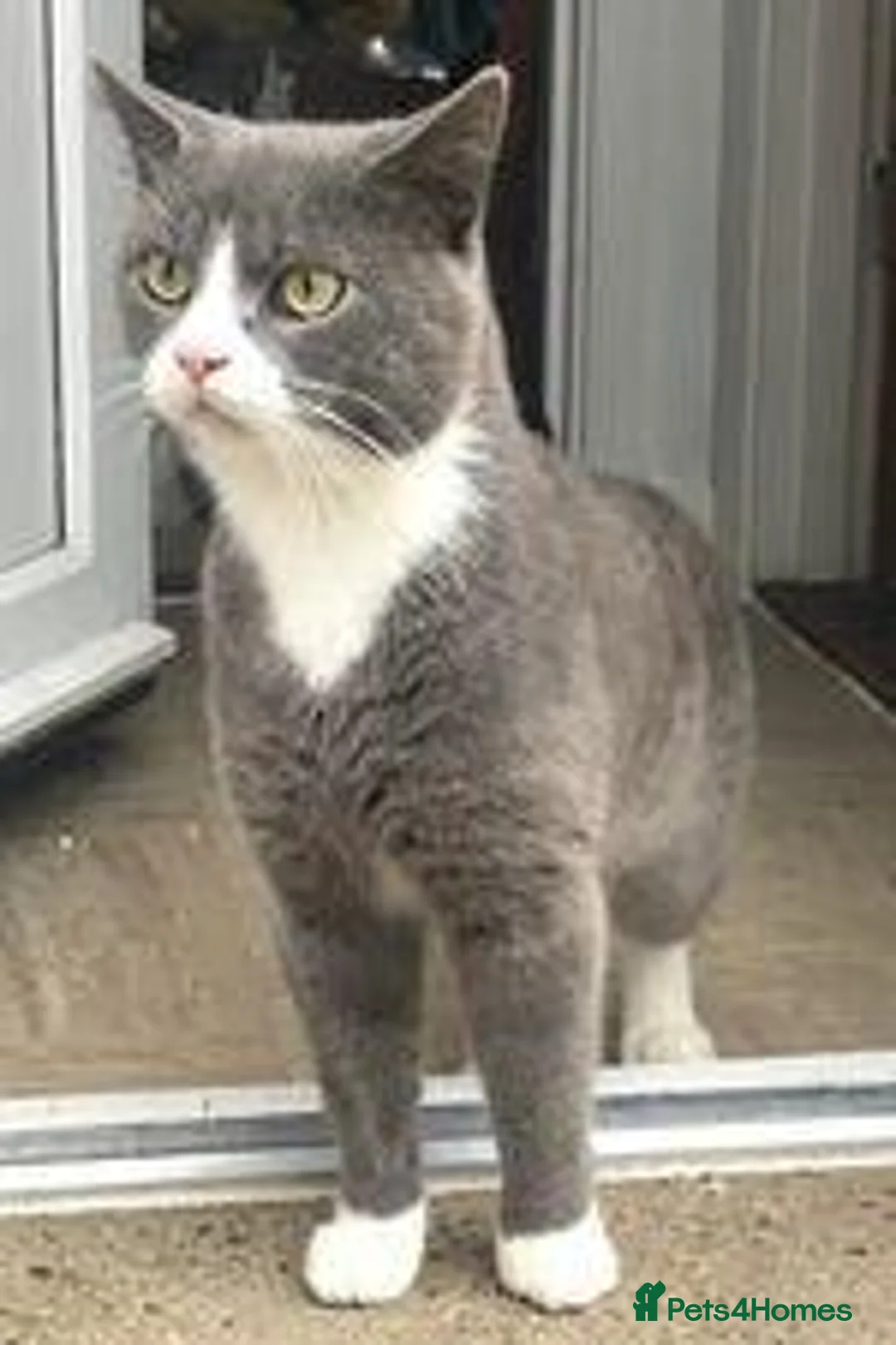 British Shorthair cats for sale: Stunning British Shorthair kittens in Winchester - Advert 2