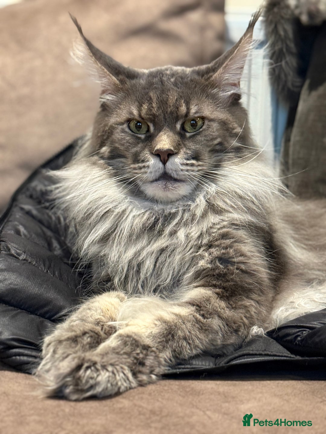 Maine Coon cats for sale: XL Russian Cubs 💛 - Image 1