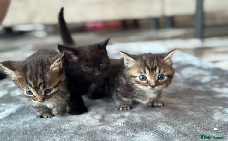 Munchkin cats - Advert 1