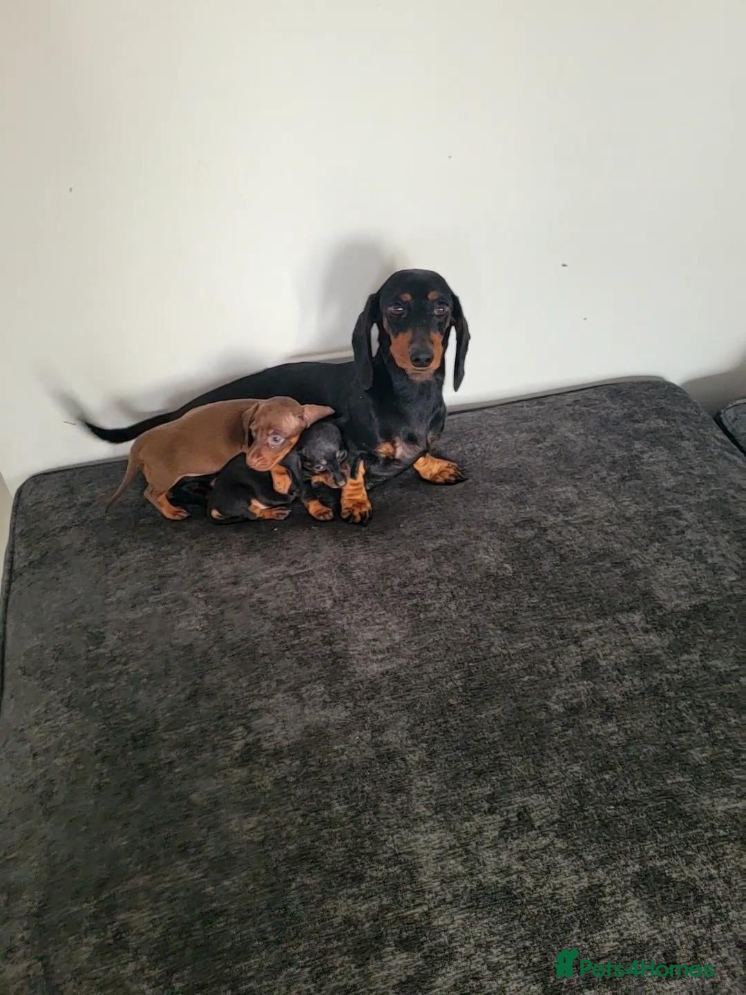 Miniature Dachshund dogs Beautiful Miniature Dachshund Puppies - Advert 2