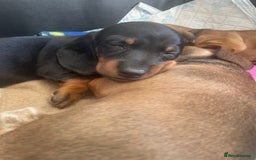 Dachshund dogs for sale: Exceptional dachshunds  - Image 6