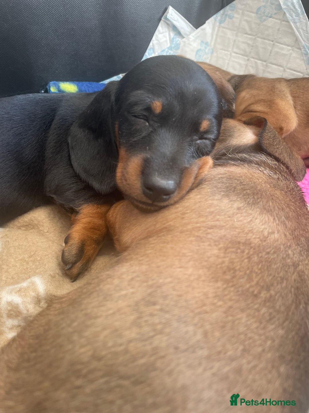 Dachshund dogs for sale: Exceptional dachshunds  - Image 6