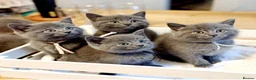 British Shorthair cats for sale: Reserve British Short-haired for forever home - Advert 1
