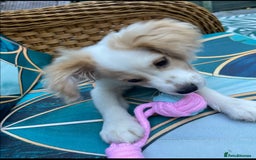 Mixed Breed dogs for sale: 4 month old female Cockerspaniel x Pom puppy - Image 8