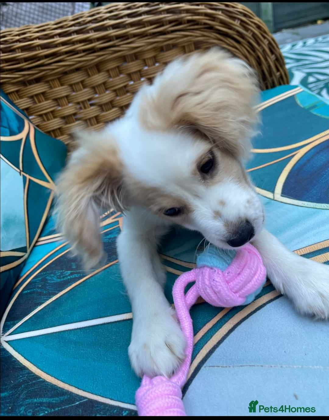 Mixed Breed dogs for sale: 4 month old female Cockerspaniel x Pom puppy - Image 8