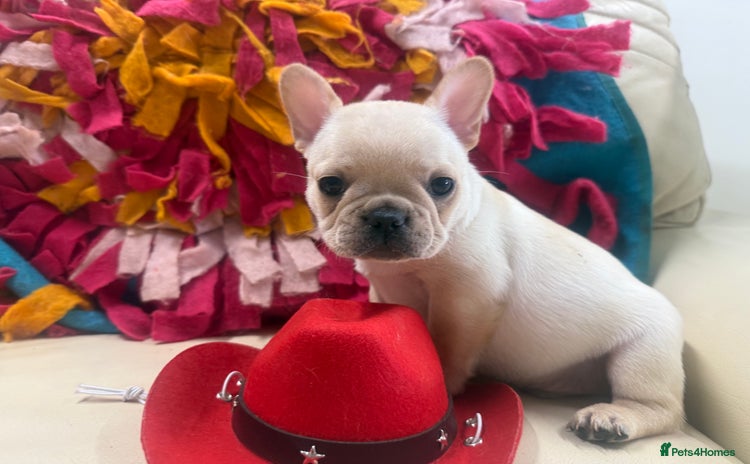 French Bulldog dogs - Advert 14