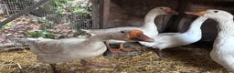 Geese poultry for sale: Nice tempered Geese x5  - Advert 1