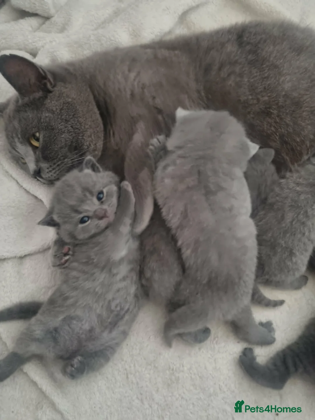 British Shorthair cats for sale: Beautiful litter of British shorthair kittens - Advert 2