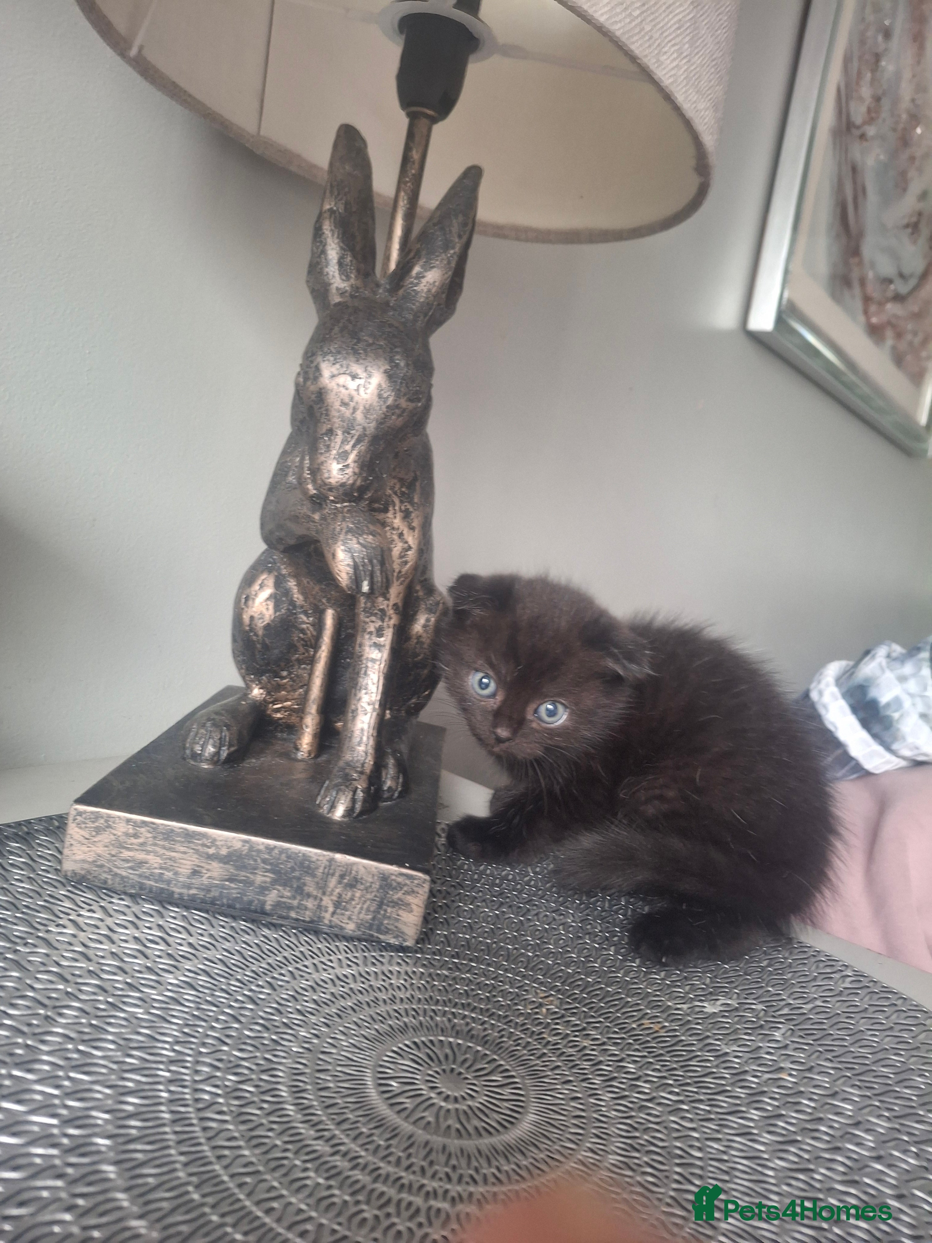 Mixed Breed cats 3 boy half ragdoll kittens - Advert 1