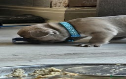 French Bulldog dogs for sale: KC REGISTERED BLUE & TAN FRENCHIES BOYS & GIRLS - Image 10