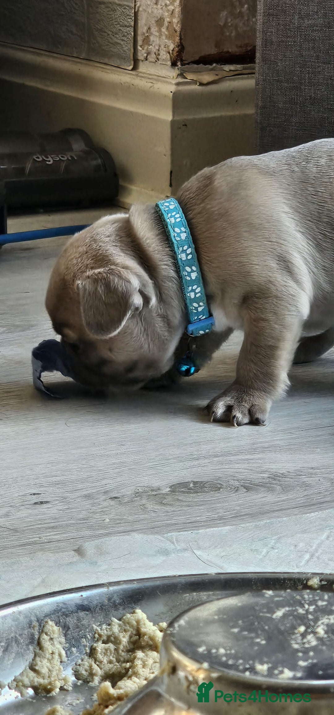 French Bulldog dogs for sale: KC REGISTERED BLUE & TAN FRENCHIES BOYS & GIRLS - Image 10