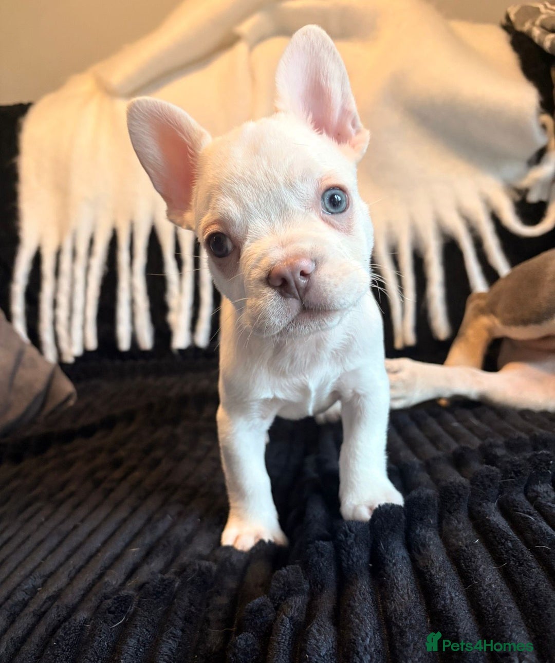 French Bulldog dogs for sale: 5 French bulldog puppies. Pied fluffy - Advert 21