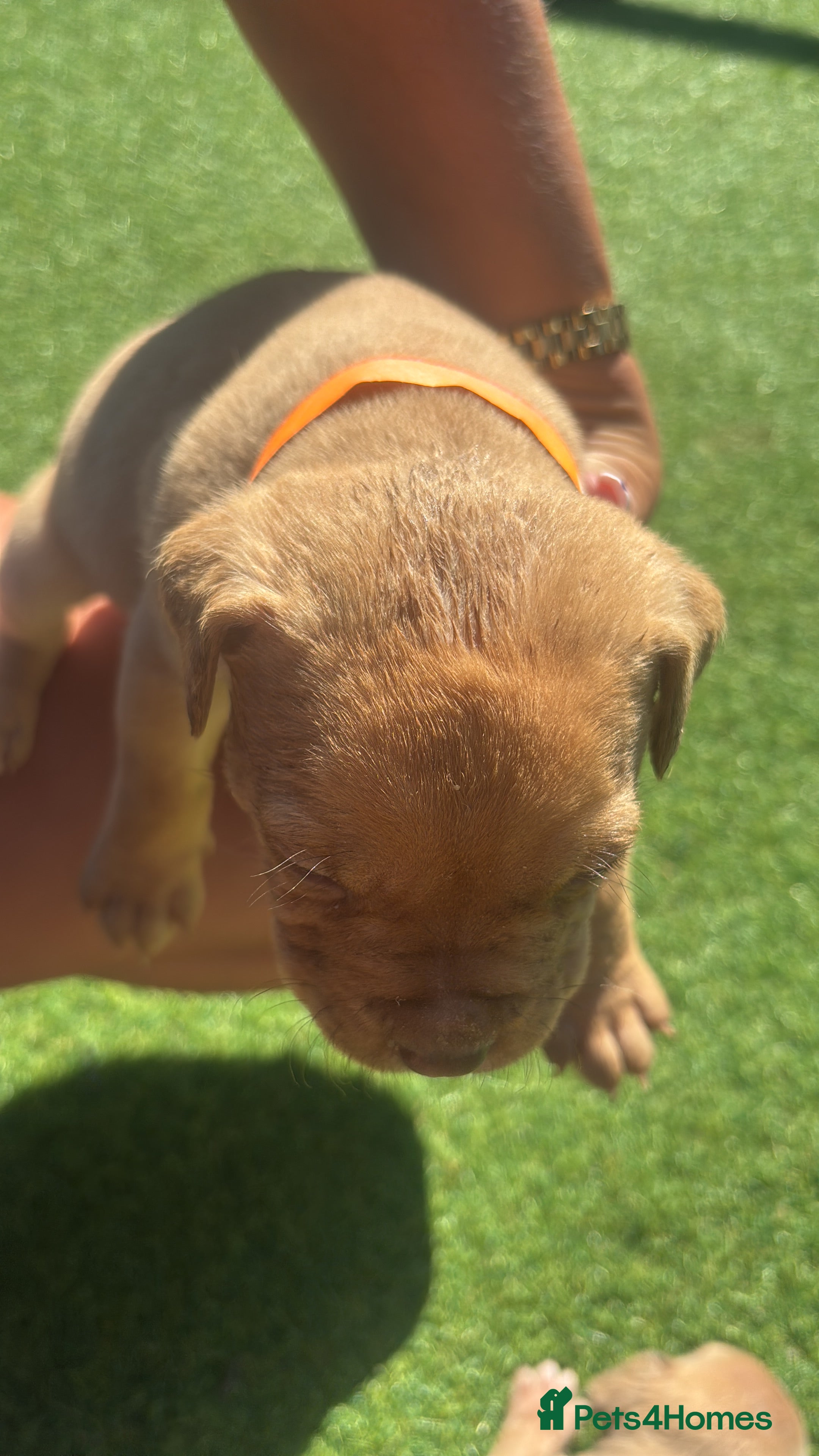 American Bully dogs Beautiful American bully’s 🐶  - Advert 2