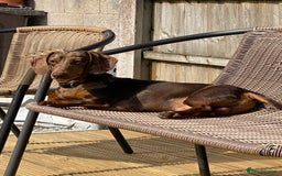 Miniature Dachshund dogs for sale: Champion line miniature Dachshunds KCREG PRACLEAR  - Image 16
