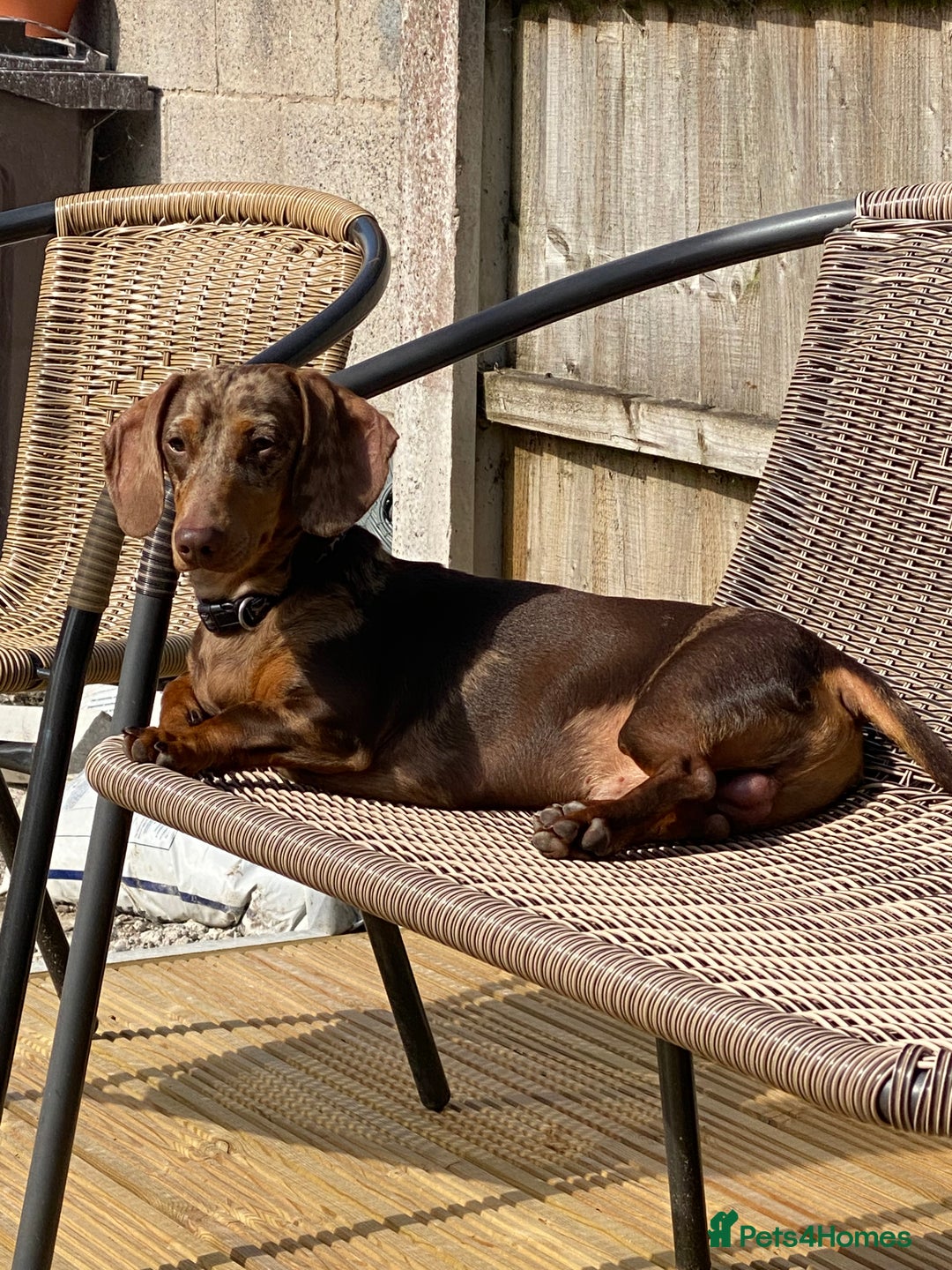 Miniature Dachshund dogs for sale: Champion line miniature Dachshunds KCREG PRACLEAR  - Image 16