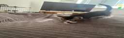 Mixed Breed cats for sale: 3 Playful beautiful kittens, 1 girl 2 boys - Advert 6