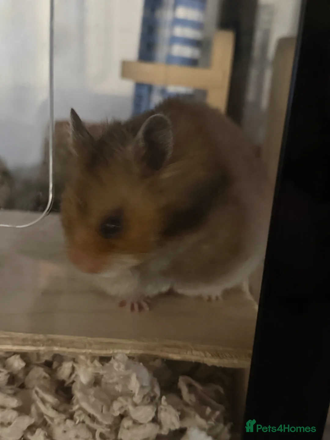 Hamster rodents for sale: syrian hamster with bucatstate cage - Advert 6